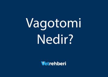 Vagotomi Nedir?