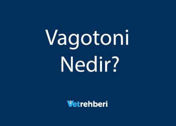 Vagotoni Nedir?
