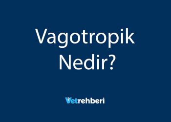 Vagotropik Nedir?