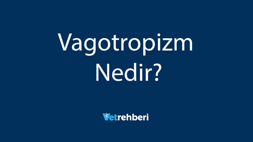 Vagotropizm Nedir?