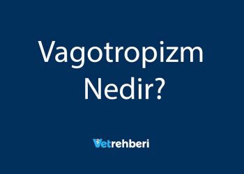 Vagotropizm Nedir?