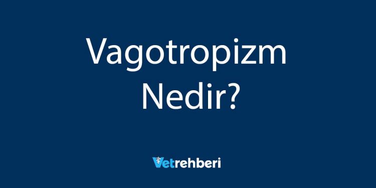 Vagotropizm Nedir?