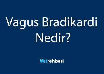 Vagus Bradikardi Nedir?