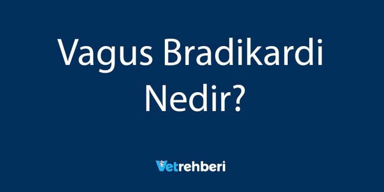 Vagus Bradikardi Nedir?