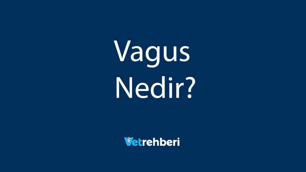 Vagus Nedir?