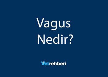 Vagus Nedir?