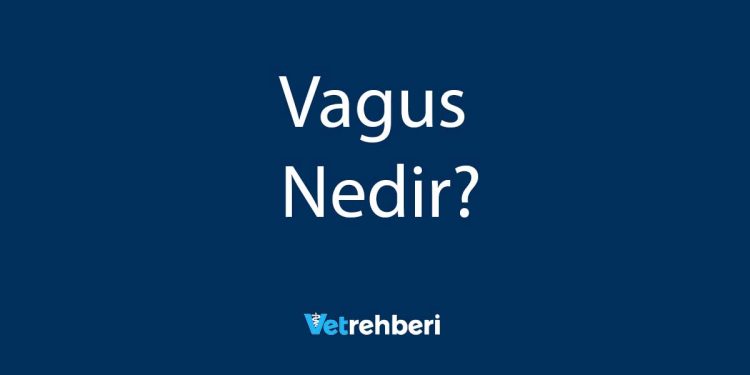 Vagus Nedir?