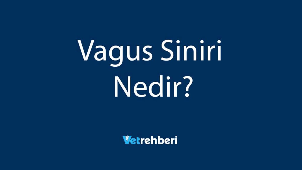 Vagus Siniri Nedir?