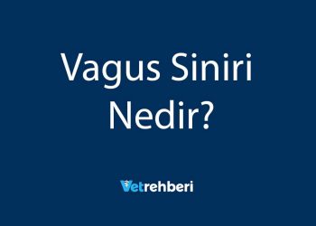 Vagus Siniri Nedir?