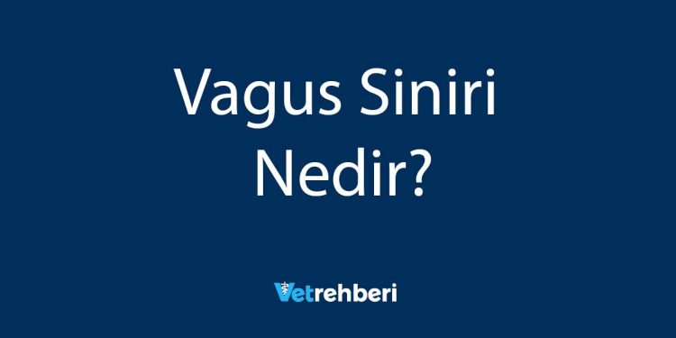 Vagus Siniri Nedir?