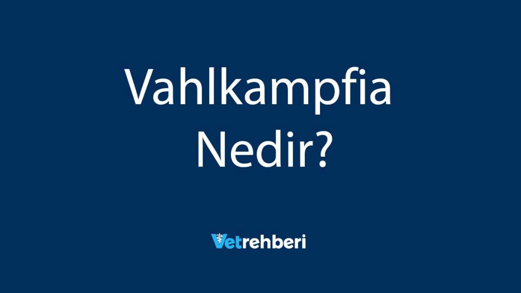 Vahlkampfia Nedir?