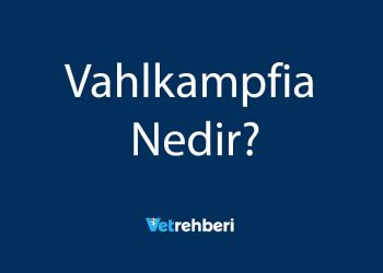 Vahlkampfia Nedir?
