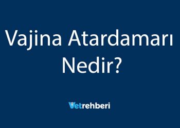 Vajina Atardamarı Nedir?