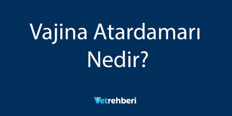 Vajina Atardamarı Nedir?