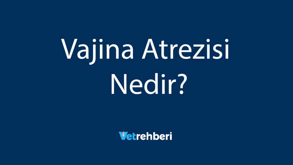 Vajina Atrezisi Nedir?