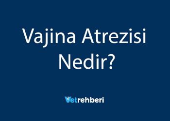 Vajina Atrezisi Nedir?