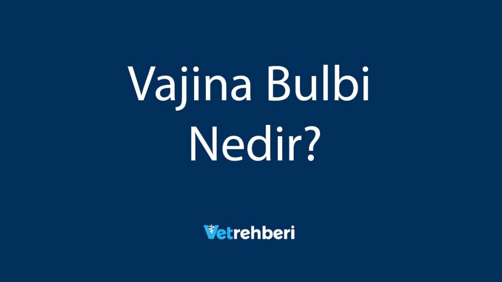 Vajina Bulbi Nedir?