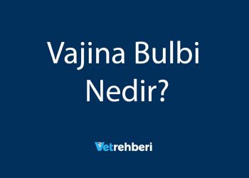 Vajina Bulbi Nedir?