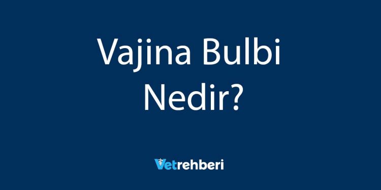 Vajina Bulbi Nedir?