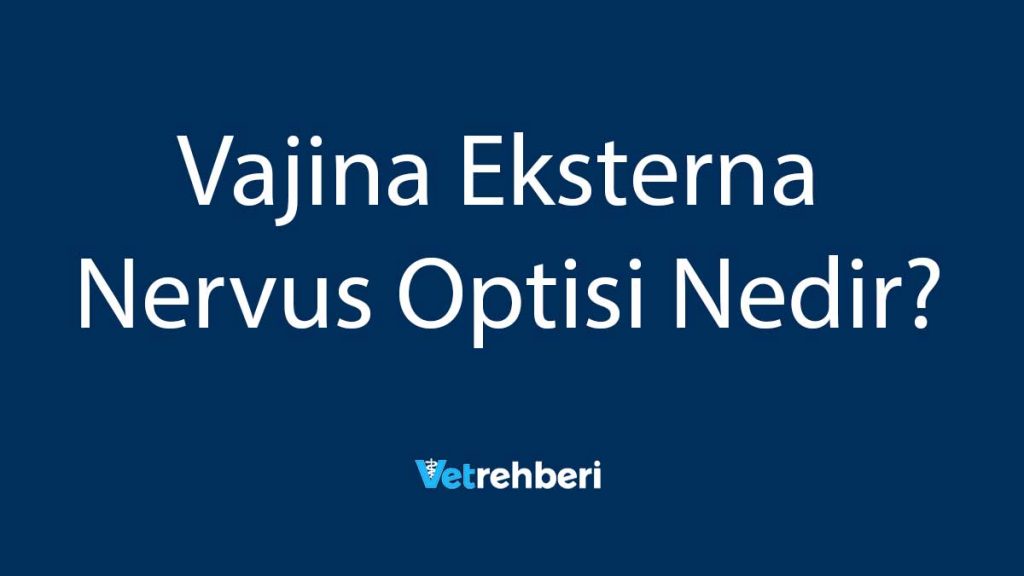 Vajina Eksterna Nervus Optisi Nedir?