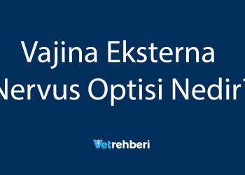 Vajina Eksterna Nervus Optisi Nedir?
