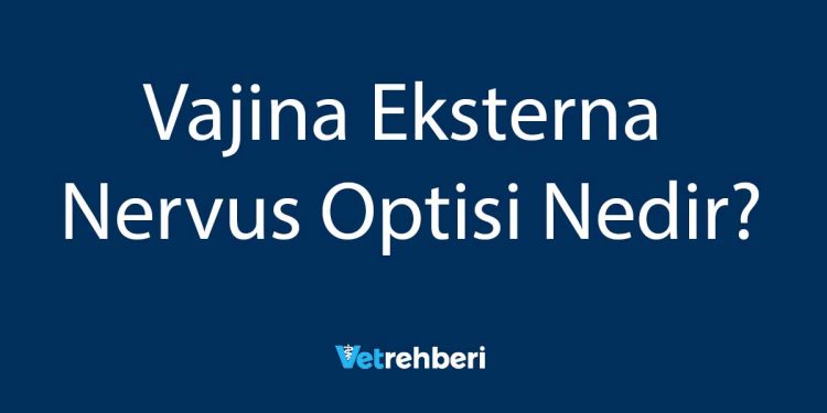 Vajina Eksterna Nervus Optisi Nedir?