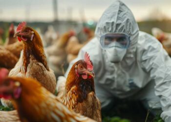 Avrupa’da Kuş Gribi