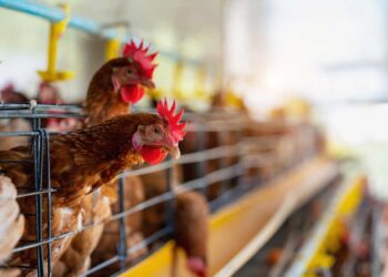 Betaine Yem Katkı Maddesinin Yumurtacı Sürülerde Kemiklerin Güçlenmesine Etkisi