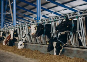 Çiftlikte İşler Yolunda Mı?