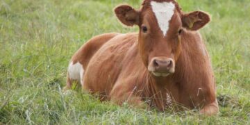İneklerde Laktasyon Sorunları