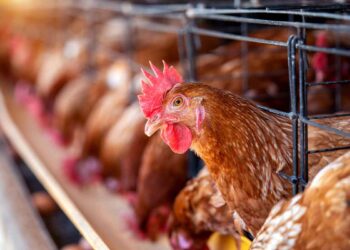 Tavukçuluğun Tarihi Gelişimi