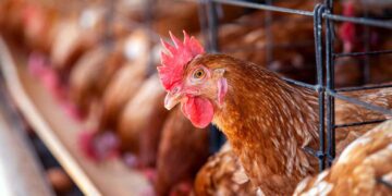 Tavukçuluğun Tarihi Gelişimi