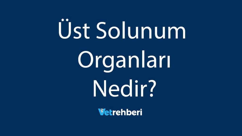 Üst Solunum Organları Nedir?