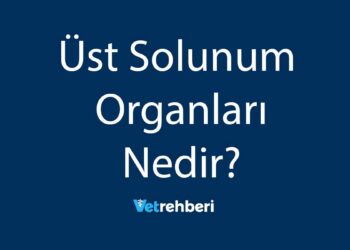 Üst Solunum Organları Nedir?