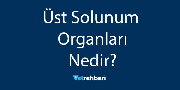 Üst Solunum Organları Nedir?