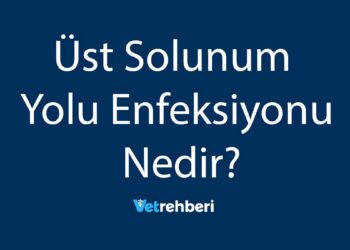 Üst Solunum Yolu Enfeksiyonu Nedir?