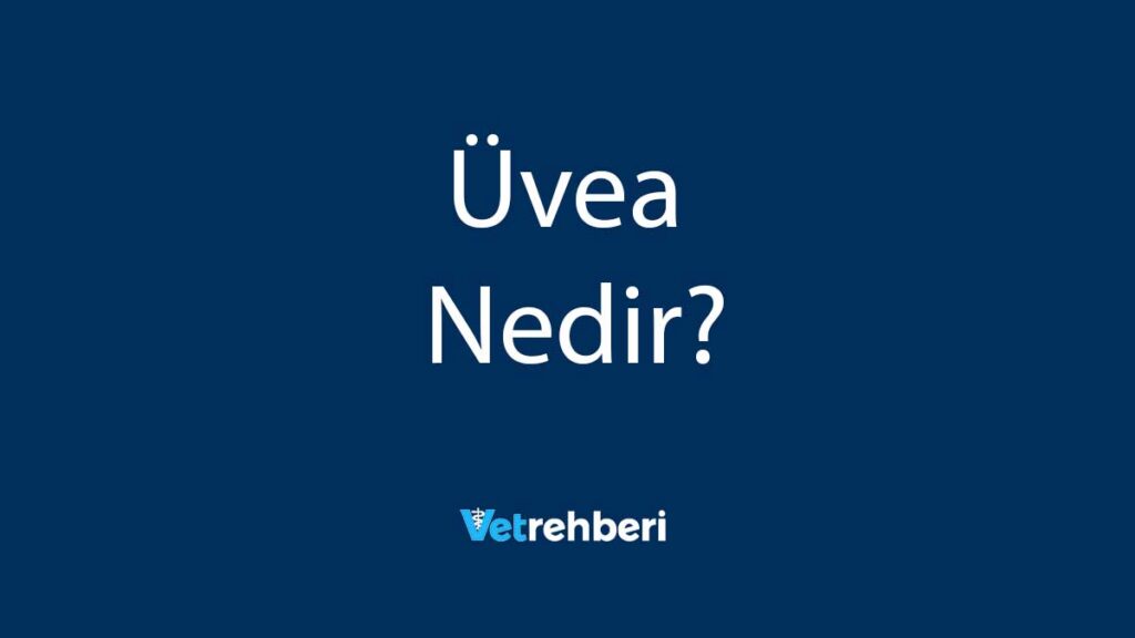 Üvea Nedir?