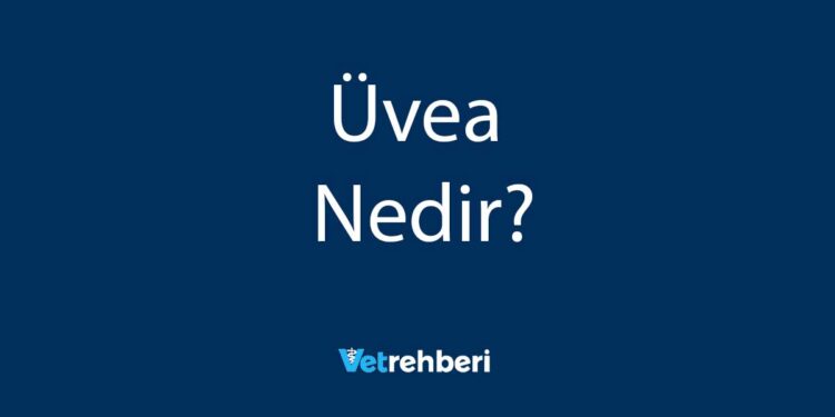 Üvea Nedir?