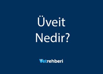 Üveit Nedir?