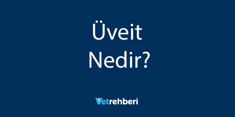 Üveit Nedir?