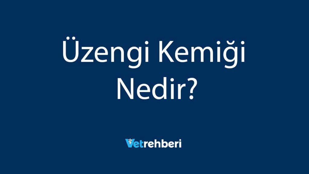 Üzengi Kemiği Nedir?