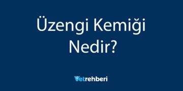Üzengi Kemiği Nedir?