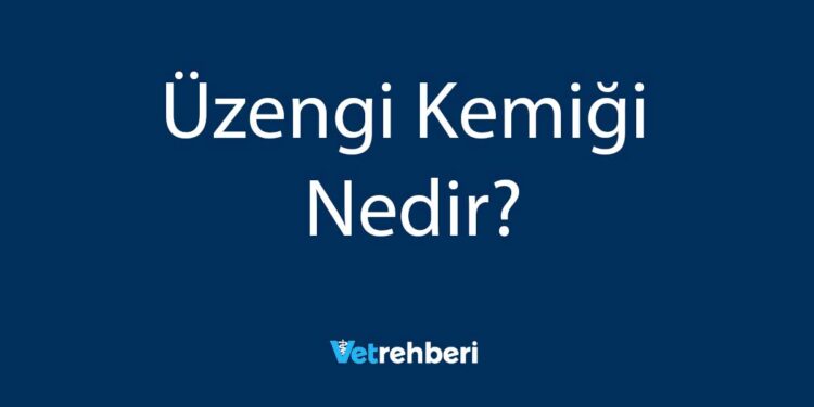 Üzengi Kemiği Nedir?