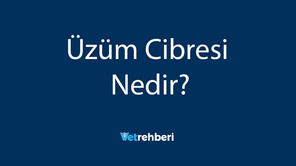 Üzüm Cibresi Nedir?