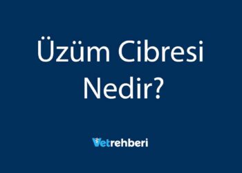 Üzüm Cibresi Nedir?