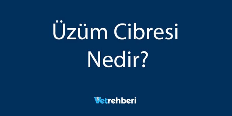 Üzüm Cibresi Nedir?