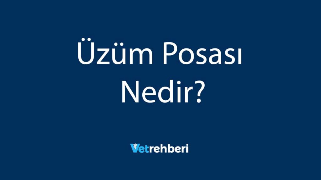 Üzüm Posası Nedir?