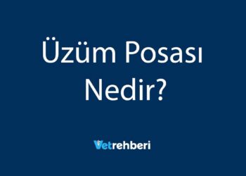 Üzüm Posası Nedir?