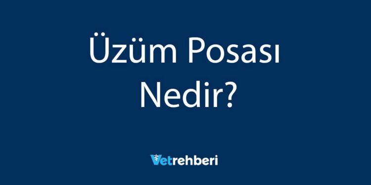 Üzüm Posası Nedir?