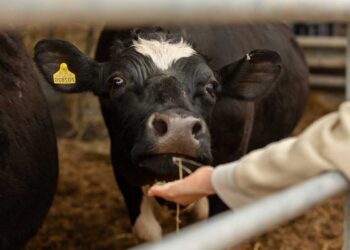 Verimi Kısıtlayan Faktörler